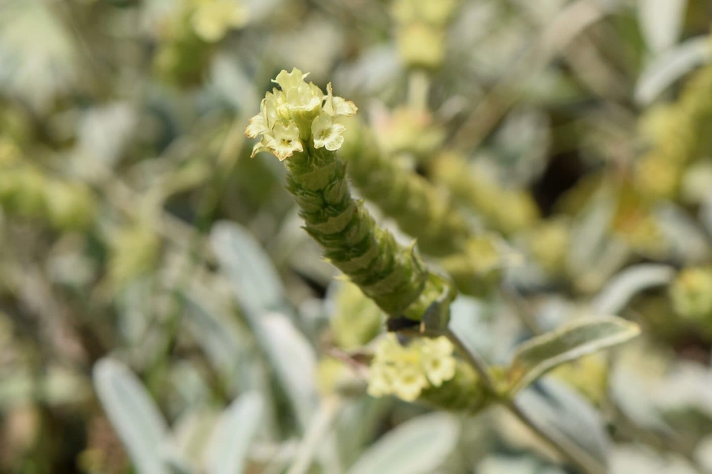 Blommande Sideritis scardica, växten bakom grekiskt bergste och olympiskt mountain tea