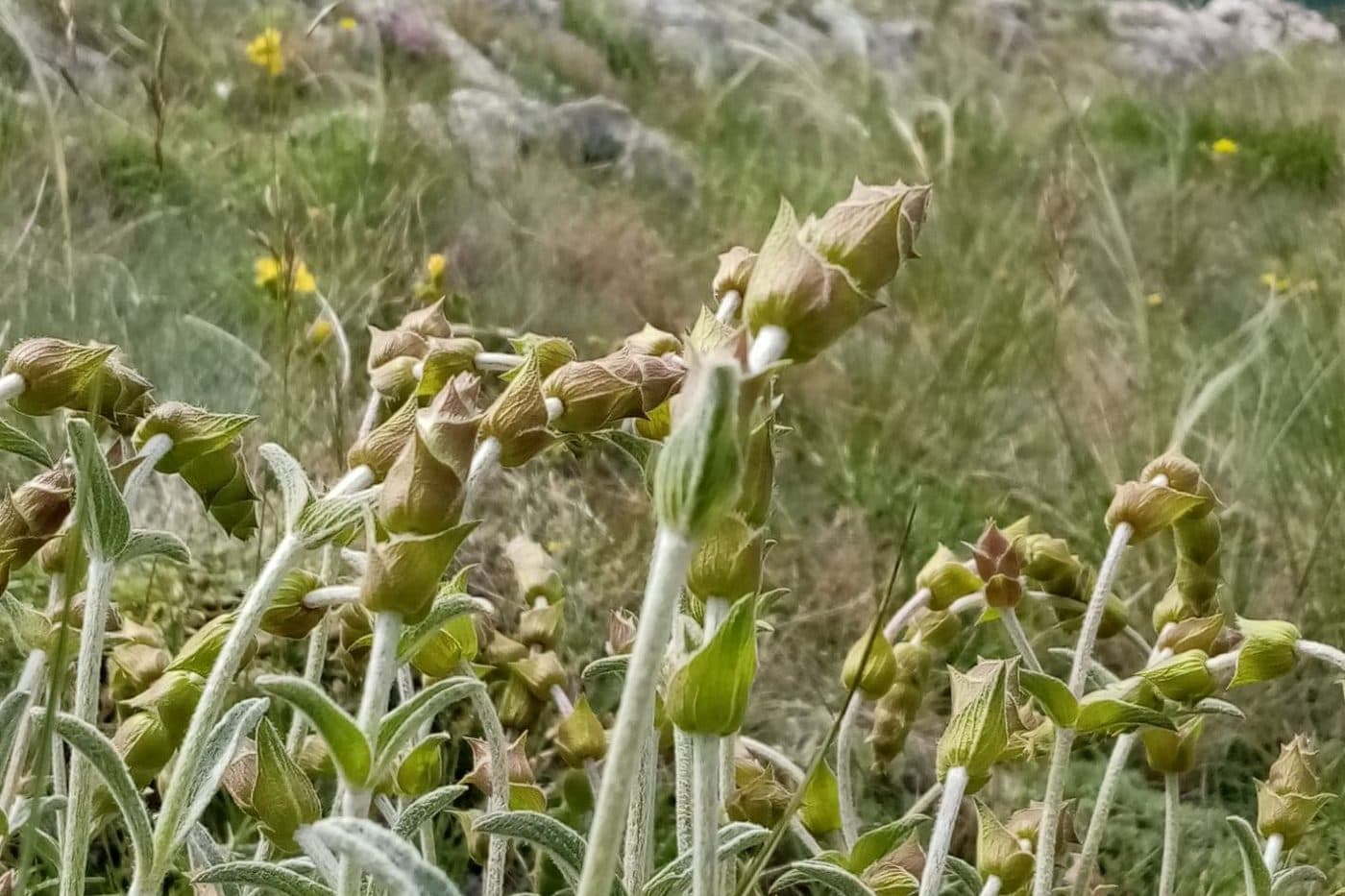 Torkad sideritis, grekiskt bergste mountain tea redo att dras som infusion