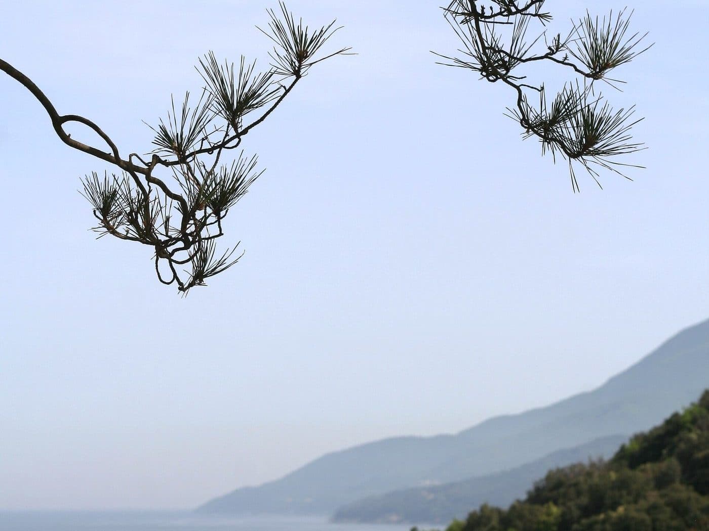 Tall vid Athos norra strand på Halkidiki, där tallskog möter havet