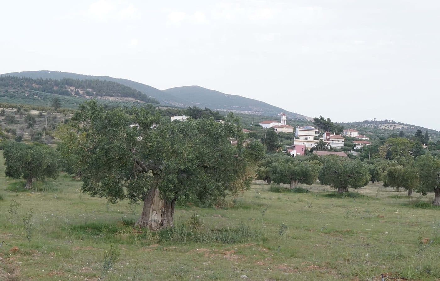 Olivlund i Yerakini på Halkidiki, radade olivträd under grekisk sommarhimmel
