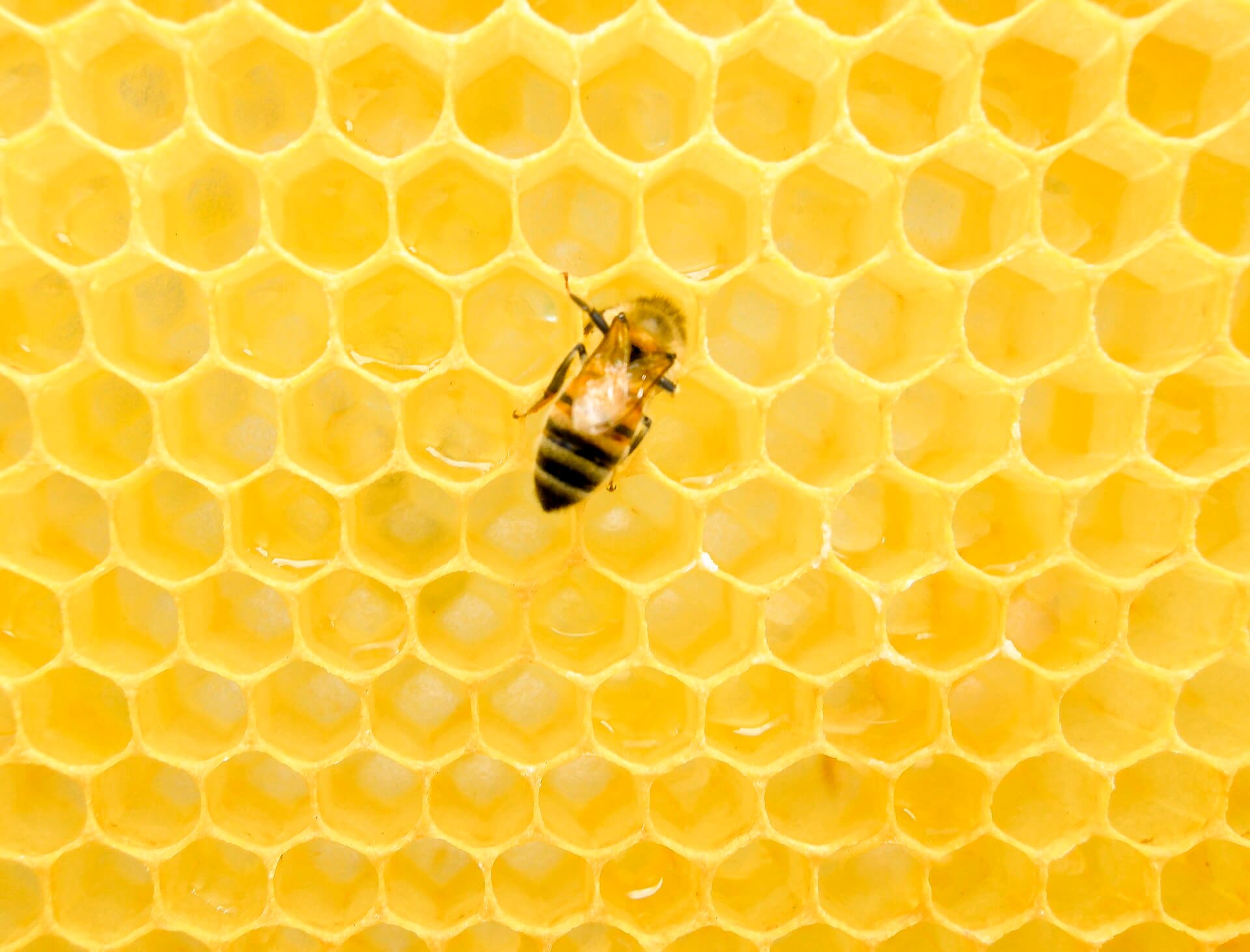 Honungsbi på vaxkaka, honungsproduktion som också ger grekisk tallhonung pine honey